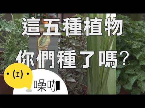 防蚊樹風水